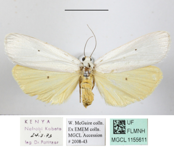 /filer/webapps/moths/media/images/I/interjecta_Paraona_A_MGCLa_02.jpg
