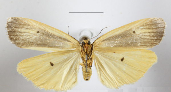 /filer/webapps/moths/media/images/I/interjecta_Paraona_A_MGCLb_01.jpg