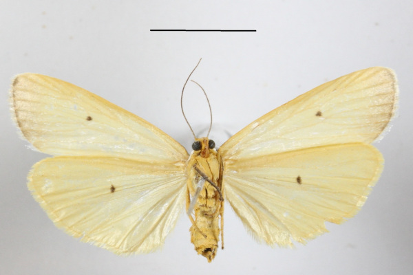 /filer/webapps/moths/media/images/I/interjecta_Paraona_A_MGCLb_02.jpg