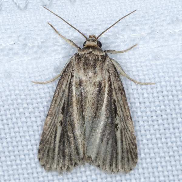 /filer/webapps/moths/media/images/I/interlata_Athetis_A_Heyns_01.JPG