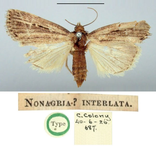 /filer/webapps/moths/media/images/I/interlata_Nonagria_HT_BMNH.jpg