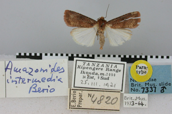 /filer/webapps/moths/media/images/I/intermedia_Amazonides_PT_BMNH.jpg