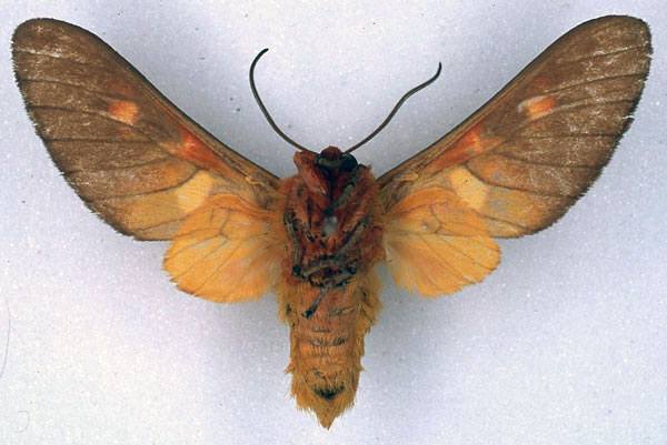 /filer/webapps/moths/media/images/I/intermedia_Balacra_HT_BMNH_02.jpg
