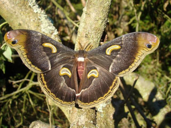 /filer/webapps/moths/media/images/I/intermedia_Epiphora_A_Coppens_01.jpg
