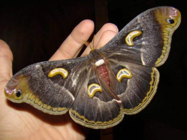 /filer/webapps/moths/media/images/I/intermedia_Epiphora_A_Coppens_02.jpg
