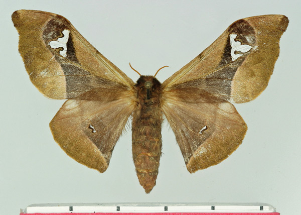 /filer/webapps/moths/media/images/I/intermedia_Holocerina_AF_Basquin.jpg