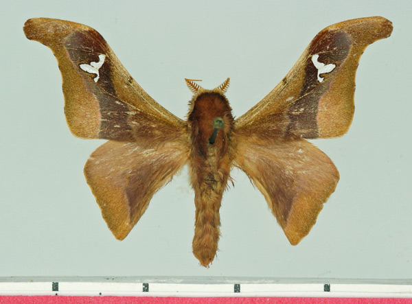 /filer/webapps/moths/media/images/I/intermedia_Holocerina_AM_Basquin.jpg