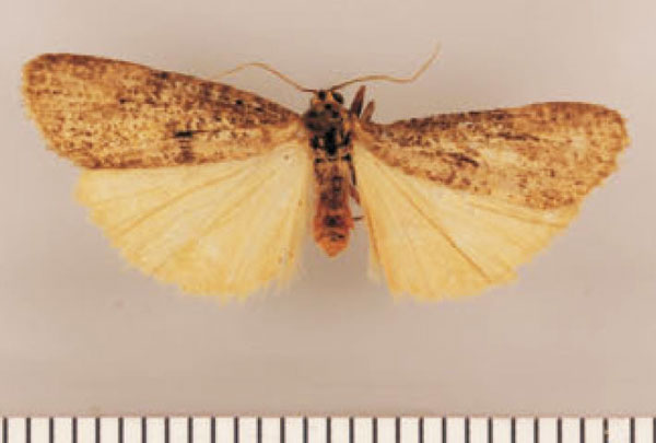 /filer/webapps/moths/media/images/I/intermedia_Pasteosia_PTM_TMSA_01.jpg