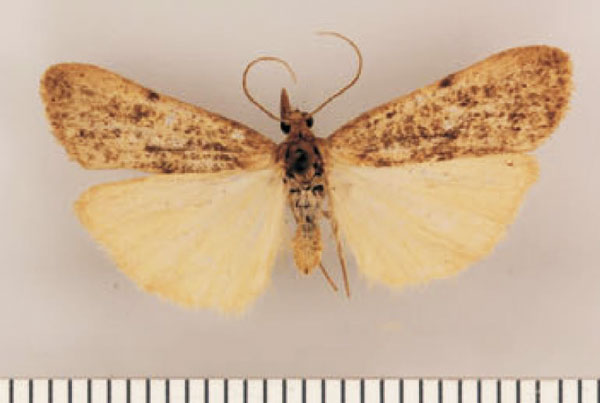 /filer/webapps/moths/media/images/I/intermedia_Pasteosia_PTM_TMSA_02.jpg