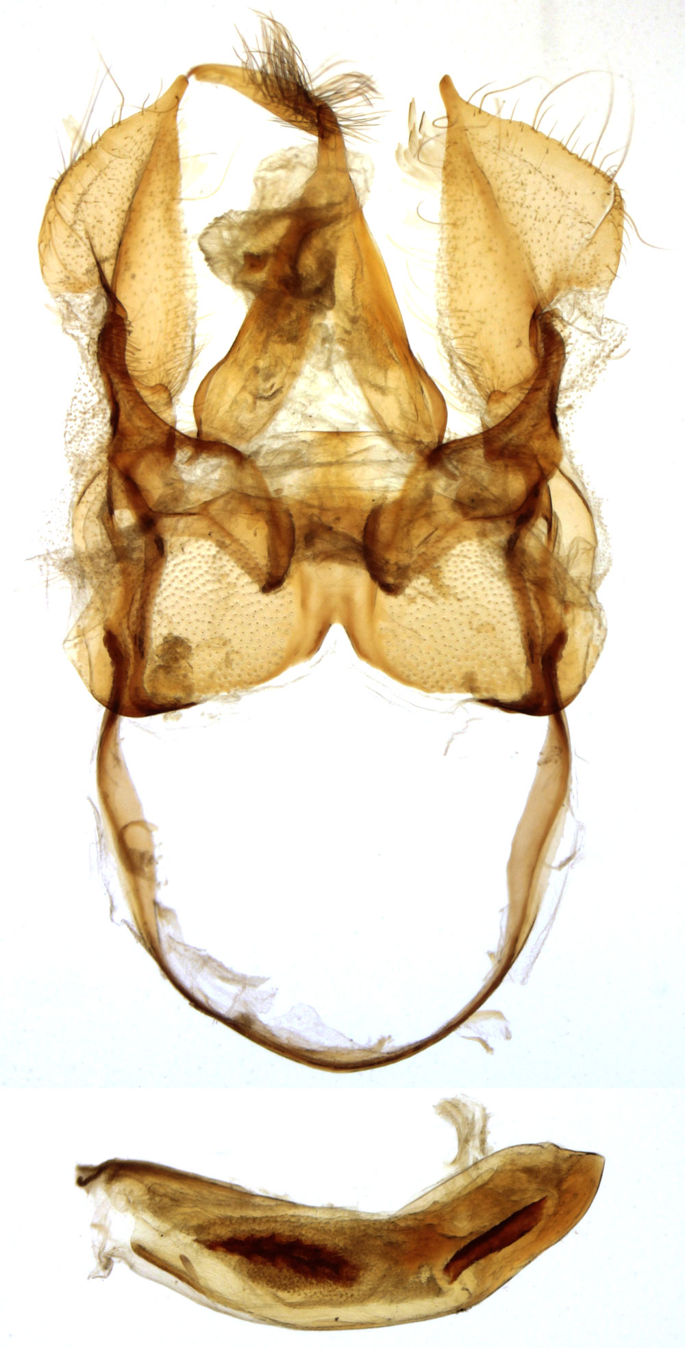 /filer/webapps/moths/media/images/I/intermedia_Phryganopteryx_GMHT_MNHN_901.jpg