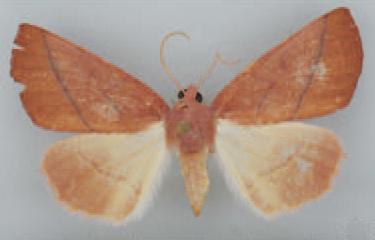 /filer/webapps/moths/media/images/I/intermedia_Terpnostola_AF_TMSA.jpg