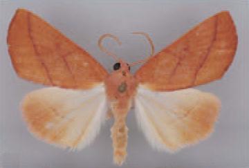 /filer/webapps/moths/media/images/I/intermedia_Terpnostola_AM_TMSA.jpg