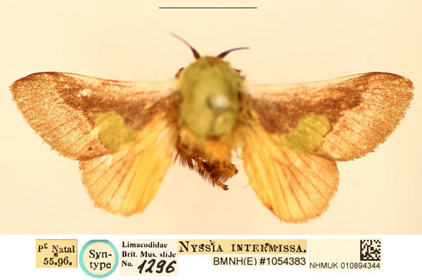 /filer/webapps/moths/media/images/I/intermissa_Nyssia_ST_BMNH_1toqBLU.jpg
