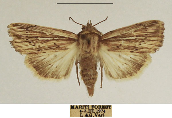 /filer/webapps/moths/media/images/I/internata_Mythimna_AF_TMSA_02.jpg
