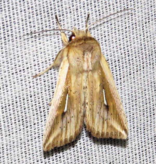 /filer/webapps/moths/media/images/I/internata_Mythimna_A_Braun_06.jpg