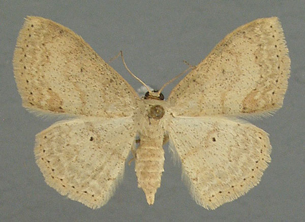 /filer/webapps/moths/media/images/I/internata_Scopula_AF_TMSA.jpg
