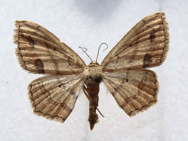 /filer/webapps/moths/media/images/I/internata_Scopula_A_Goff.jpg