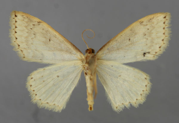 /filer/webapps/moths/media/images/I/internata_Scopula_A_ZSM_02.jpg