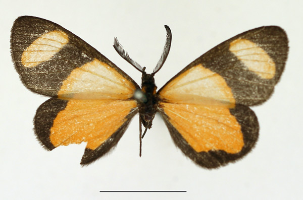 /filer/webapps/moths/media/images/I/internata_Terina_AM_TMSA.jpg