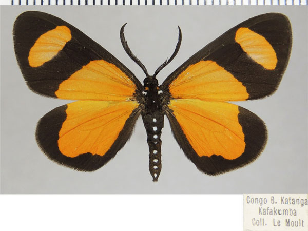 /filer/webapps/moths/media/images/I/internata_Terina_AM_ZSM.jpg