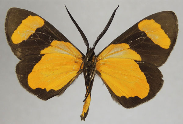 /filer/webapps/moths/media/images/I/internata_Terina_AM_ZSMb.jpg