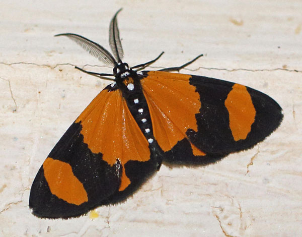 /filer/webapps/moths/media/images/I/internata_Terina_A_Voaden.jpg
