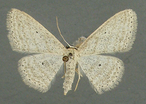 /filer/webapps/moths/media/images/I/internataria_Scopula_AF_TMSA.jpg