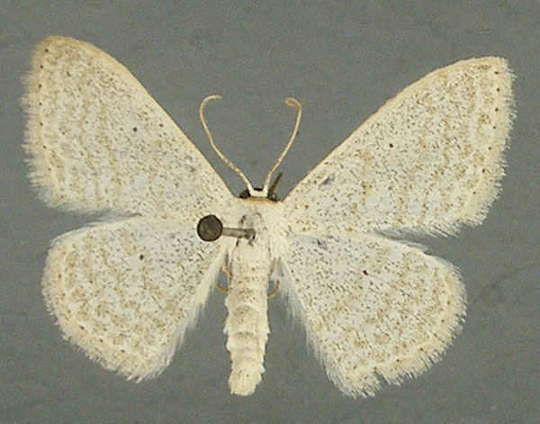 /filer/webapps/moths/media/images/I/internataria_Scopula_AM_TMSA.jpg