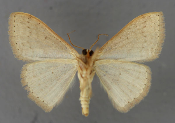 /filer/webapps/moths/media/images/I/internataria_Scopula_A_ZSM_02.jpg