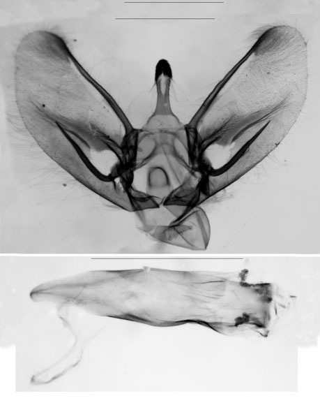 /filer/webapps/moths/media/images/I/internervalis_Parathrausta_GMPT_ZSM.jpg