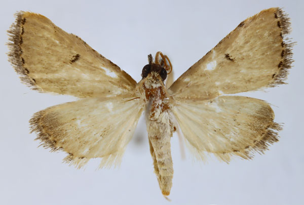 /filer/webapps/moths/media/images/I/internervalis_Parathrausta_HT_ZSM.jpg