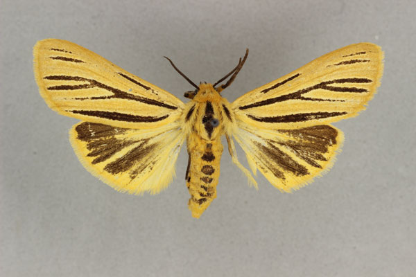 /filer/webapps/moths/media/images/I/internigralis_Estigmene_AF_BMNH.jpg