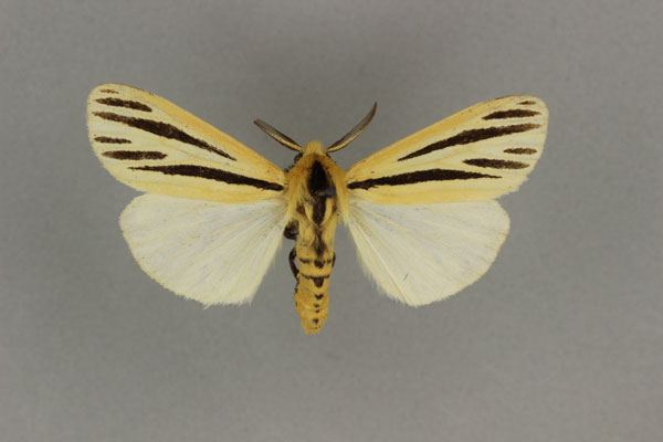 /filer/webapps/moths/media/images/I/internigralis_Estigmene_AM_BMNH.jpg
