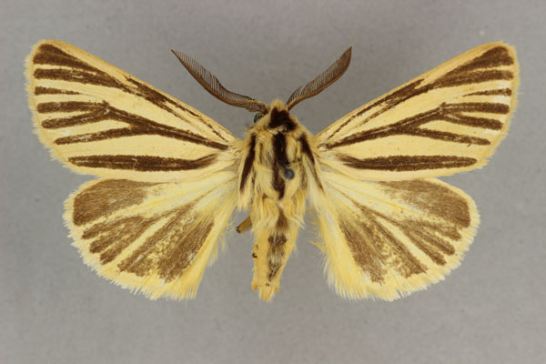 /filer/webapps/moths/media/images/I/internigralis_Estigmene_AM_BMNH_02.jpg