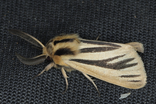 /filer/webapps/moths/media/images/I/internigralis_Estigmene_A_Heyns_01.JPG