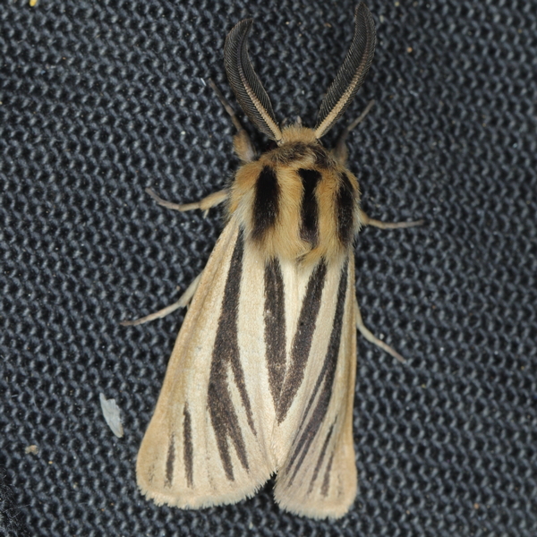 /filer/webapps/moths/media/images/I/internigralis_Estigmene_A_Heyns_02.JPG