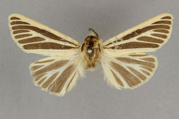 /filer/webapps/moths/media/images/I/internigralis_Estigmene_HT_BMNH.jpg