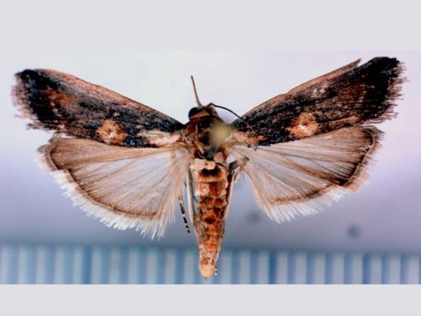 /filer/webapps/moths/media/images/I/interniplagella_Morosaphycita_A_Poltavsky.jpg