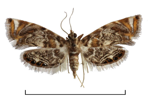 /filer/webapps/moths/media/images/I/interopalis_Eoophyla_HT_BMNH.jpg