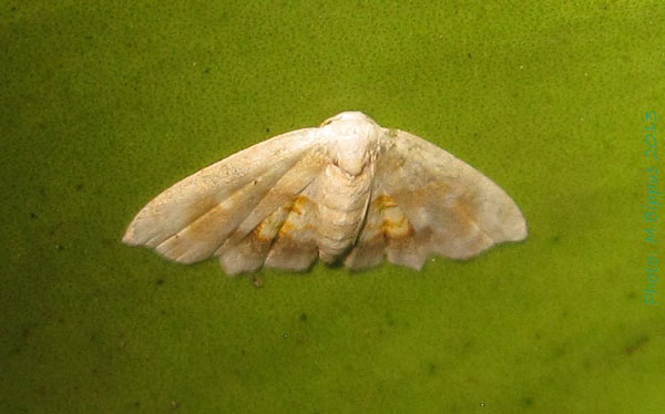/filer/webapps/moths/media/images/I/interrogationis_Holocryptis_A_Bippus.jpg
