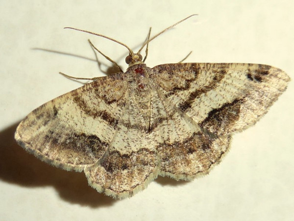 /filer/webapps/moths/media/images/I/interrupta_Chiasmia_A_Braun.jpg