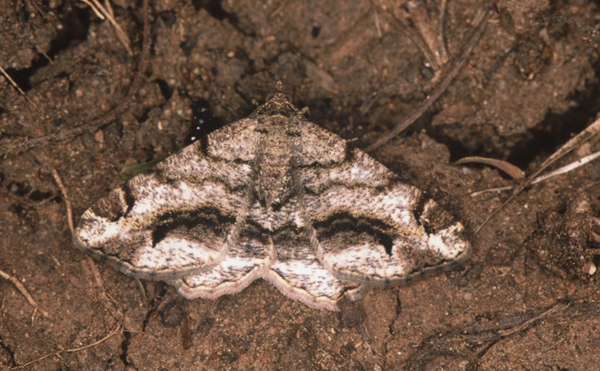 /filer/webapps/moths/media/images/I/interrupta_Chiasmia_A_Roland_01.jpg