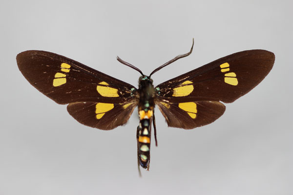 /filer/webapps/moths/media/images/I/interrupta_Euchromia_A_BMNH.jpg