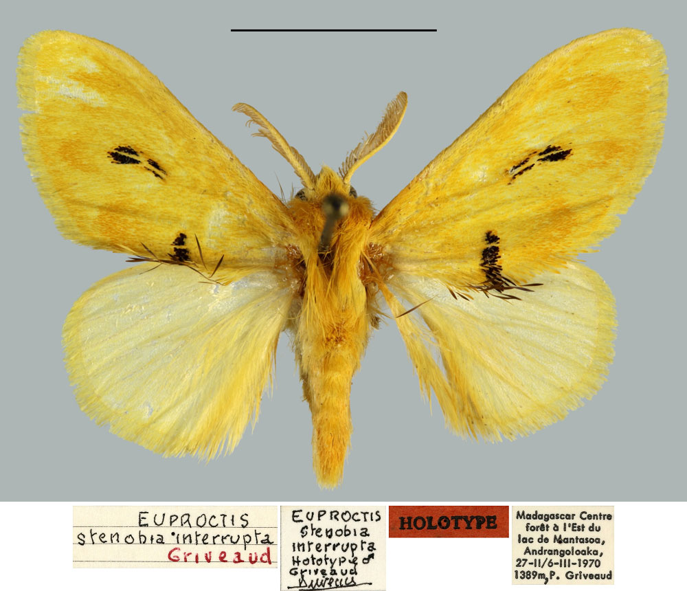 /filer/webapps/moths/media/images/I/interrupta_Euproctis_HT_MNHN.jpg