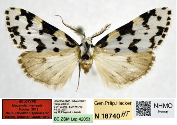 /filer/webapps/moths/media/images/I/interrupta_Meganola_HT_NHMO.jpg