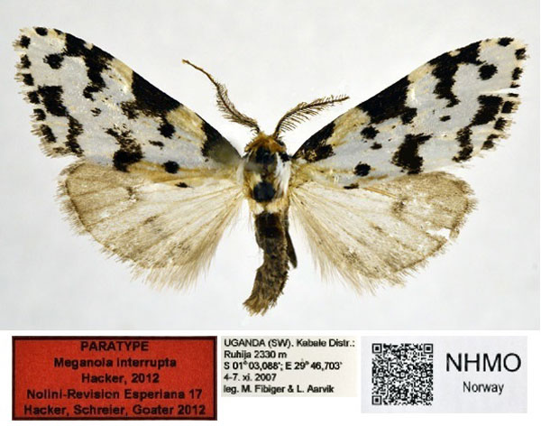 /filer/webapps/moths/media/images/I/interrupta_Meganola_PT_NHMO.jpg