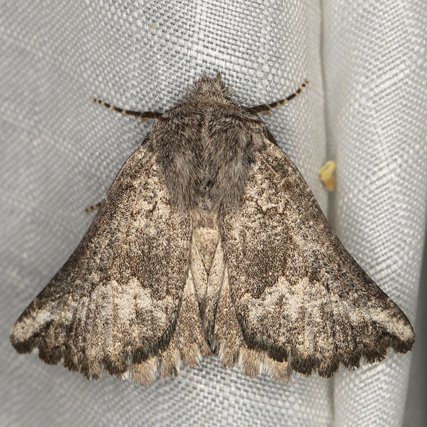 /filer/webapps/moths/media/images/I/interscripta_Drepanogynis_AM_Heyns_02.jpg