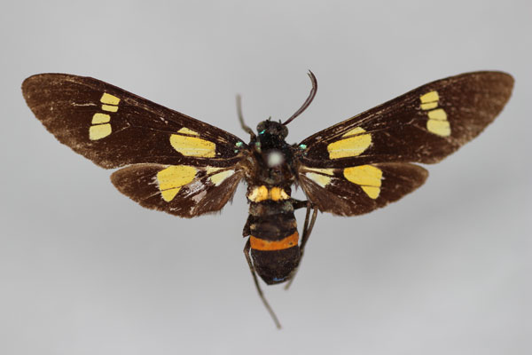 /filer/webapps/moths/media/images/I/interstans_Euchromia_ST_BMNH.jpg