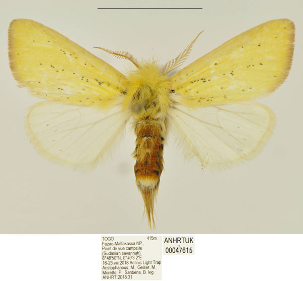 /filer/webapps/moths/media/images/I/interstincta_Antheua_HT_ANHRT.jpg