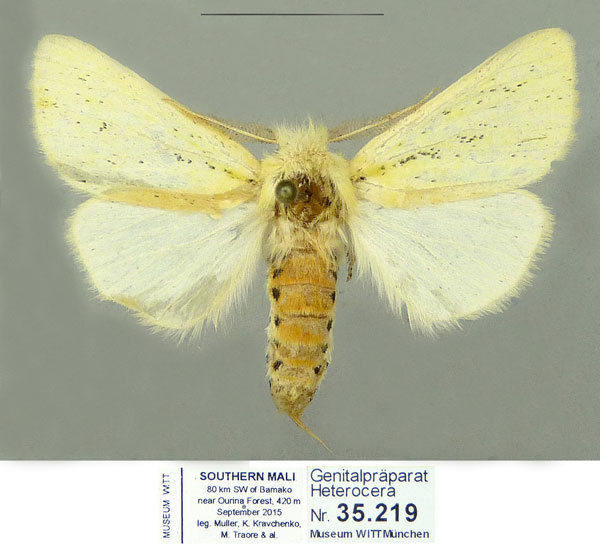 /filer/webapps/moths/media/images/I/interstincta_Antheua_PTM_Schintlmeister.jpg